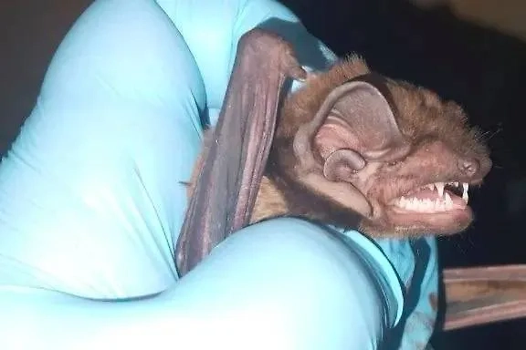 Летучая мышь в руках биолога. Обложка © Новости Томского государственного университета