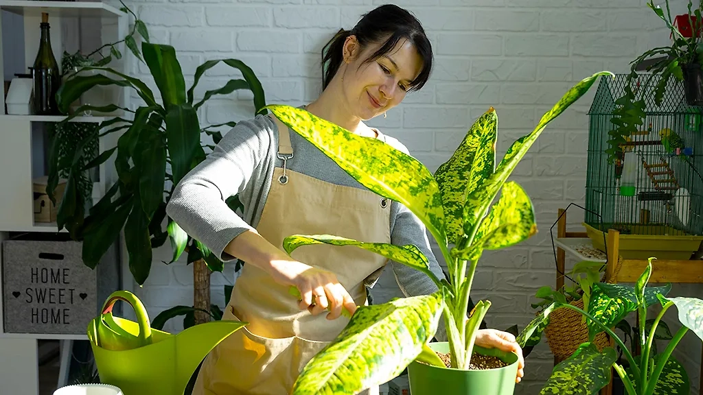 Какие растения нельзя держать в доме с детьми: диффенбахия. Фото © Shutterstock / FOTODOM / Simol1407