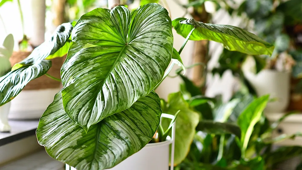 Растения, угрожающие здоровью детей: ядовитый филодендрон. Фото © Shutterstock / FOTODOM / Firn