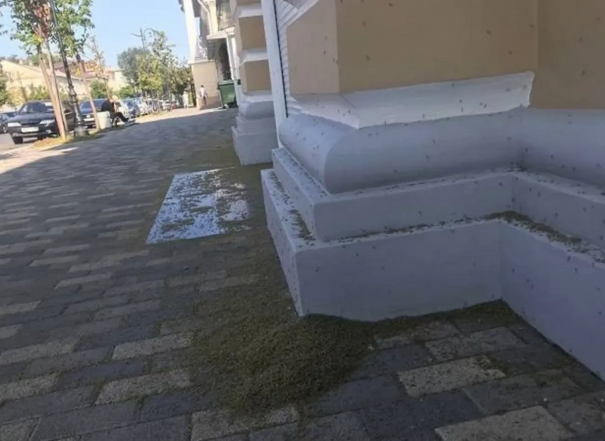 Комары оккупировали Таганрог. Фото © VK / "Первый Ростовский" телеканал