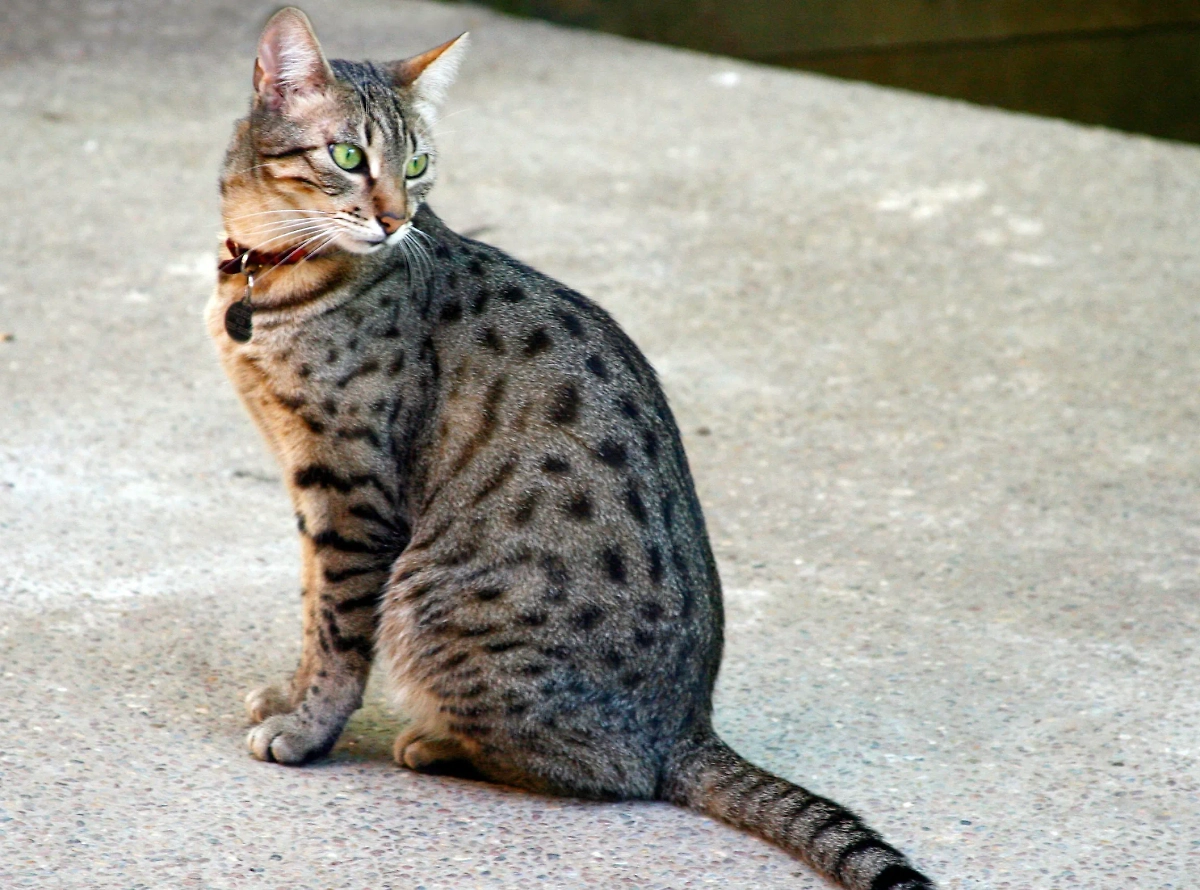 Египетская мау — самая популярная порода кошек в Москве. Фото © Wikipedia / liz west 