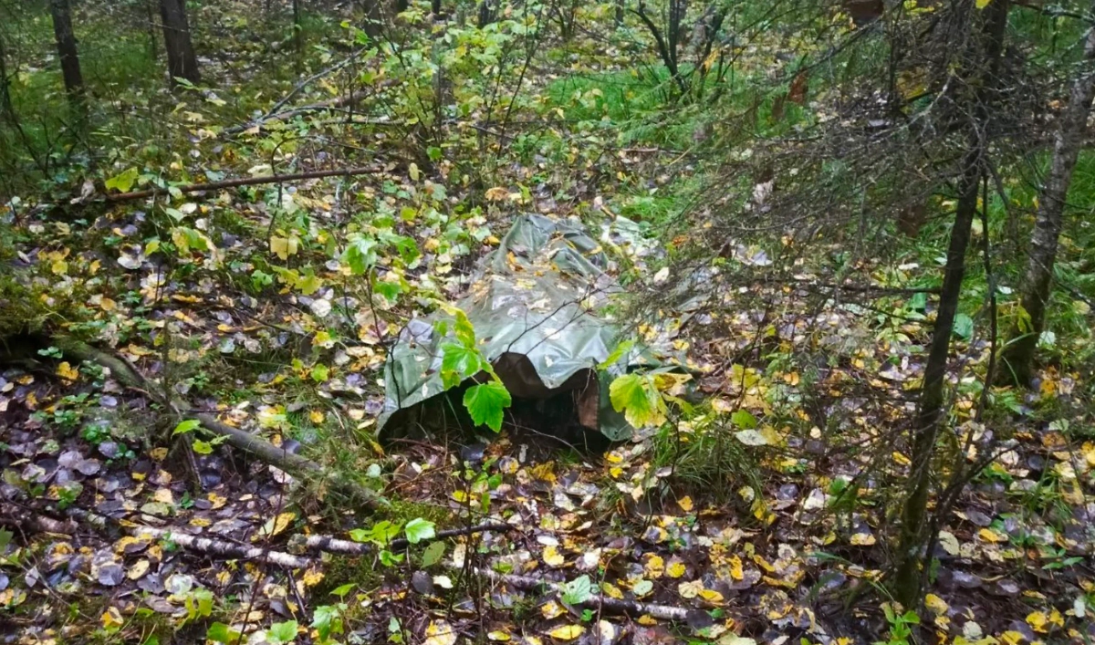 Тело погибшего, найденное в лесу. Обложка © Telegram / ГСУ СК России по Красноярскому краю и Республике Хакасия