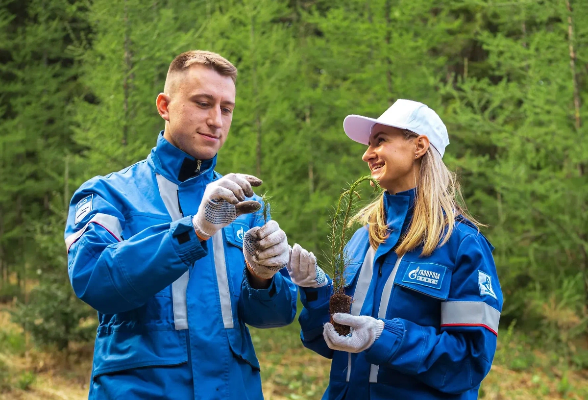 Высаживать планируют деревья, характерные для конкретных регионов. Но преимущественно наиболее устойчивые породы - сосны, лиственницы и ели. Фото предоставлено Life.ru пресс-службой компании