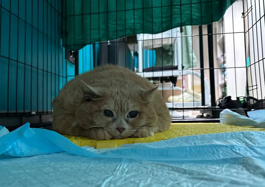 Кот Крошик. Обложка © Telegram / Мысли реабилитолога. VetRehab~DogMas