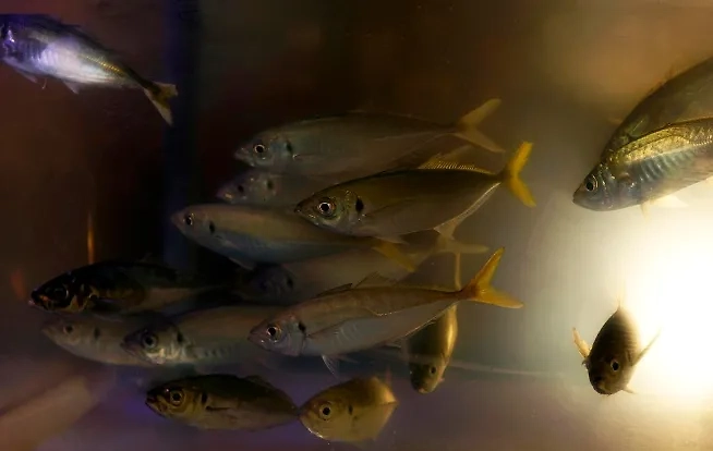 Рыба. Обложка © freepik