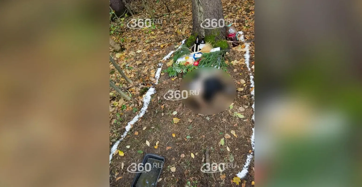 Отрезанная голова коровы в Бутовском лесу в Москве. Фото © 360.ru