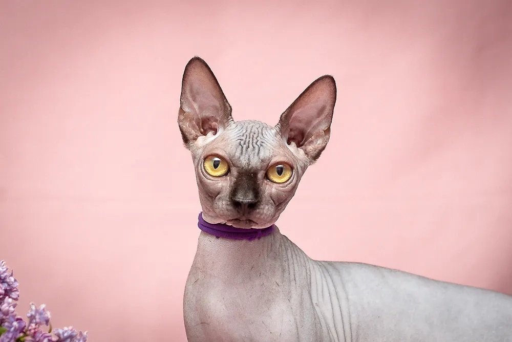 Бриллианты с усами — самые дорогие породы кошек. Сфинкс. Фото © Shutterstock