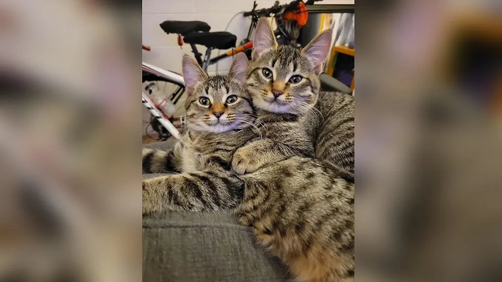 Фото © Reddit / TurtlesAndBobcats