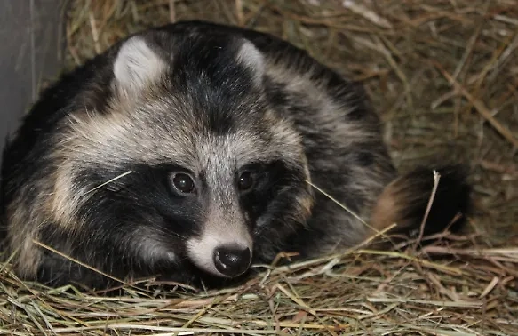 Енотовидная собака по кличке Ракета поможет заключённым бороться со стрессом. Фото © vk.com / ГУФСИН России по Нижегородской области