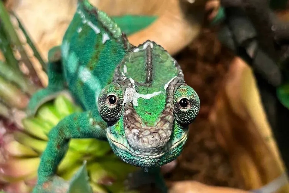 Хамелеон Жорик, живущий дома у президента Белоруссии Александра Лукашенко. Обложка © t.me / "Пул первого"