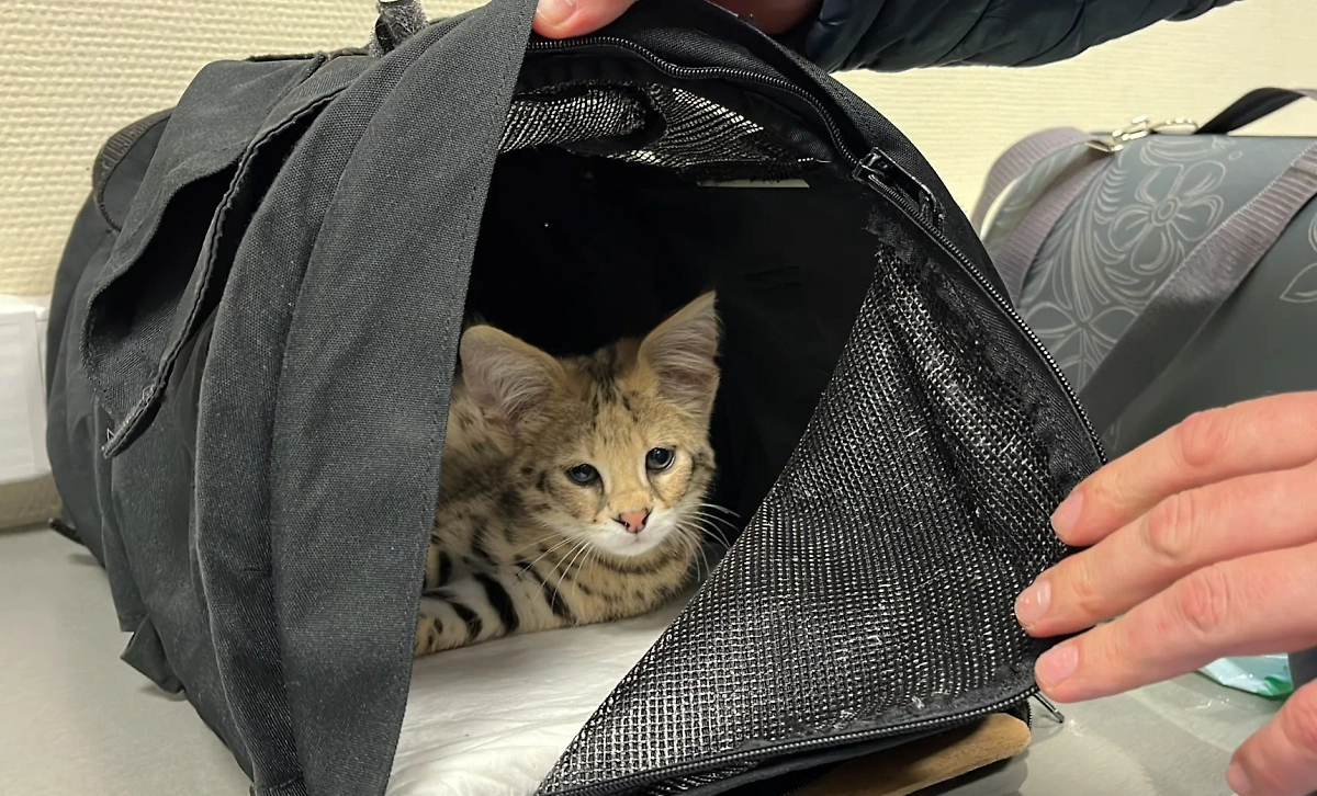 Пассажир попытался вывезти из России двух котят сервала. Фото © ФТС России