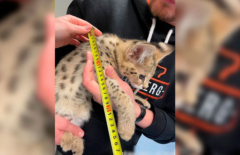 Пассажир попытался вывезти из России двух котят сервала. Фото © ФТС России