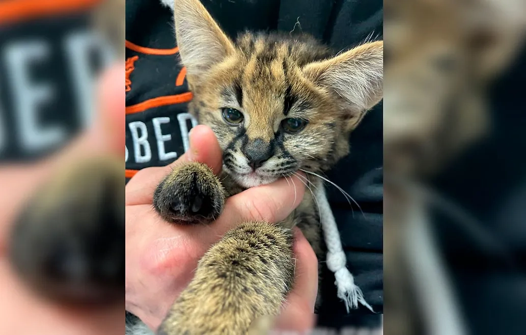 Пассажир попытался вывезти из России двух котят сервала. Фото © ФТС России