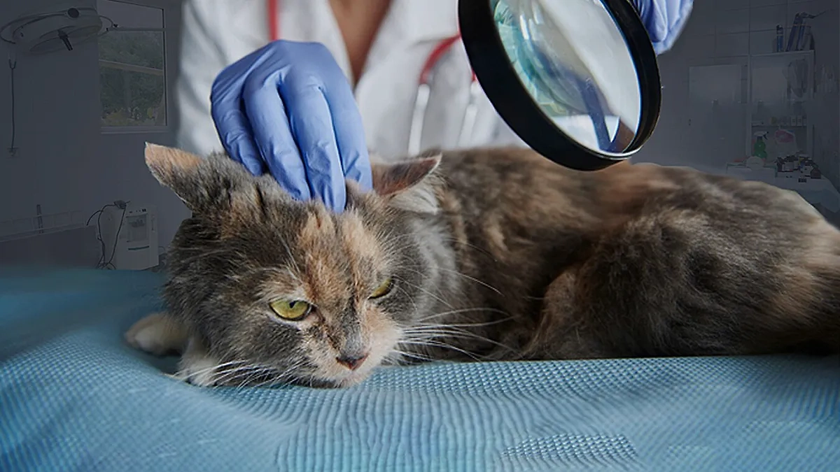 Коллаж © LIFE. Фото © Freepik / gpointstudio, © Shutterstock