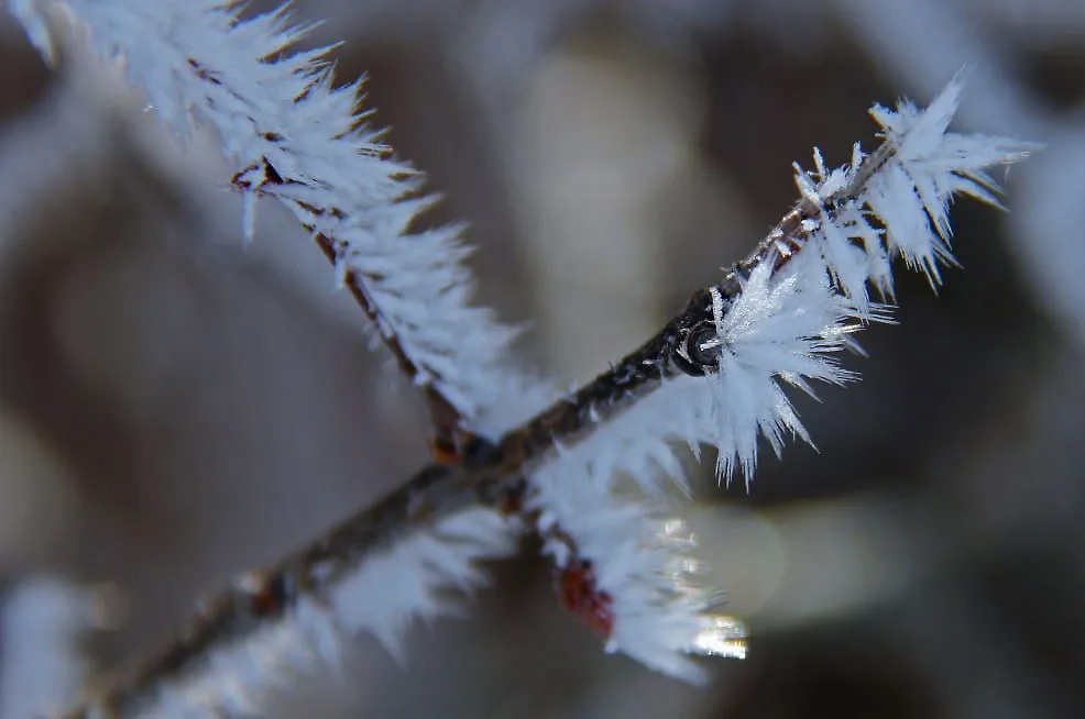 Ледяные иглы. Обложка © Telegram / "Часовой погоды | Ставка | Тишковец"