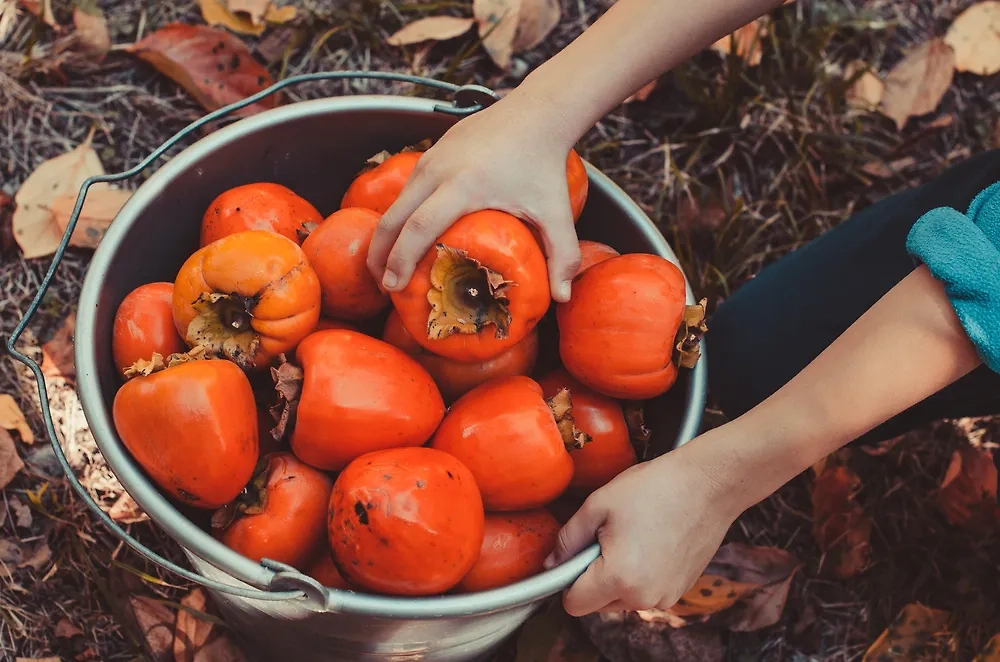 6 января отмечается Хур-хрум-день (День хурмы). Фото © Shutterstock