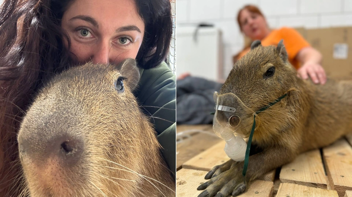 Капибара Рудольф © Telegram / «Белгородский зоопарк»