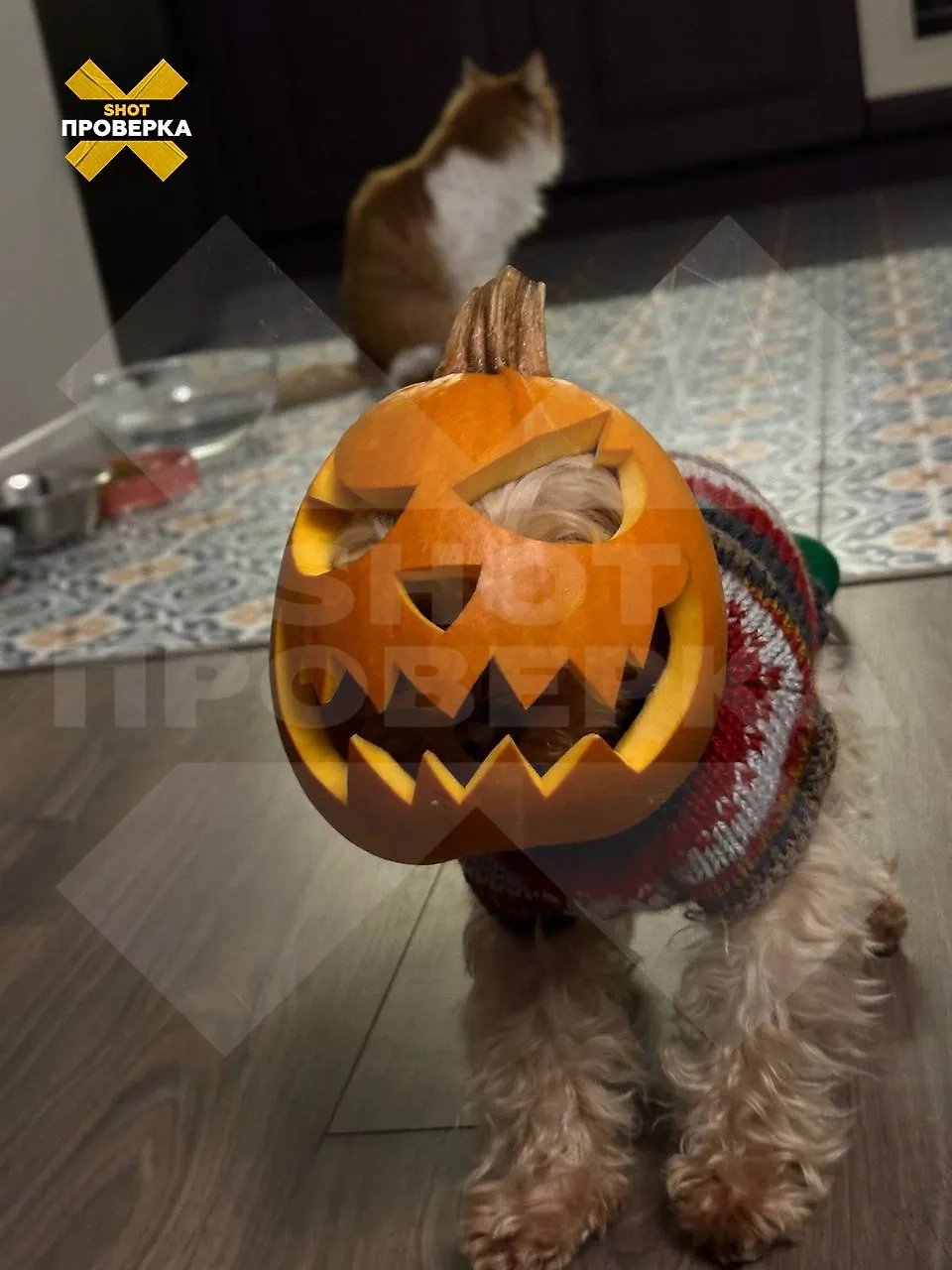 Резная тыква на пёселе. Фото © SHOT ПРОВЕРКА