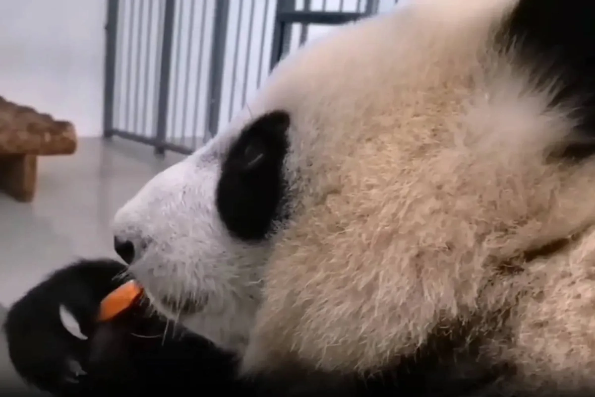 Панда Катюша продолжает радовать сотрудников зоопарка и всех, кто следит за её развитием. Обложка © Telegram / Светлана Акулова