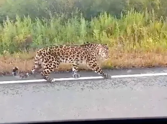 Истощённый леопард в Приморье. Обложка © Telegram / «Земля леопарда» — дирекция заповедников