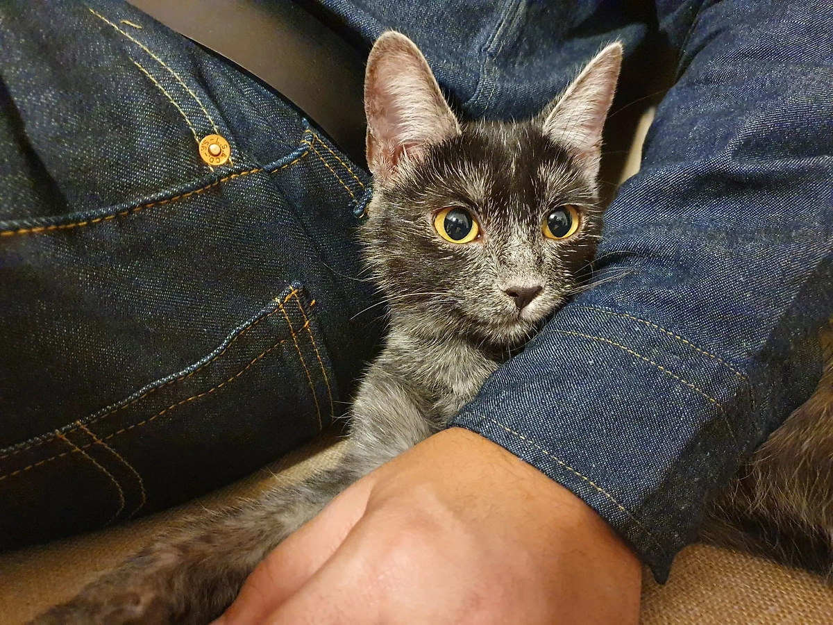 Новая порода кошек трансильванская: описание и цена. Фото © Facebook (признан экстремистской организацией и запрещён на территории Российской Федерации) / Transylvanian Cats