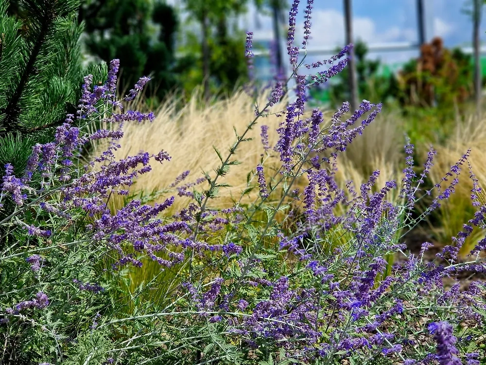 Какие цветы можно посадить под зиму на дачном участке. Фото © Shutterstock / FOTODOM / Beekeepx