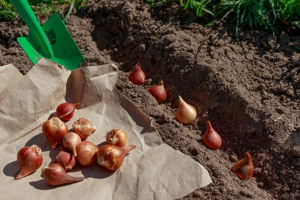 Особенности высадки озимых культур: какие растения выбрать. Фото © Shutterstock / FOTODOM / Natallia Ustsinava