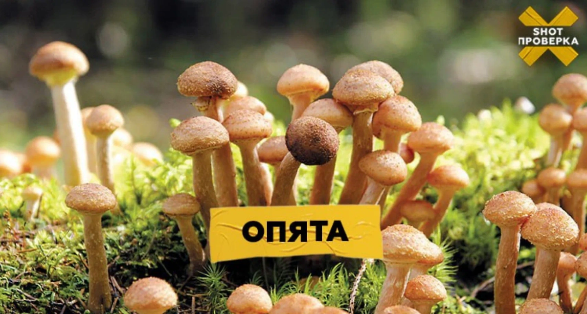 Опята. Фото © SHOT ПРОВЕРКА.