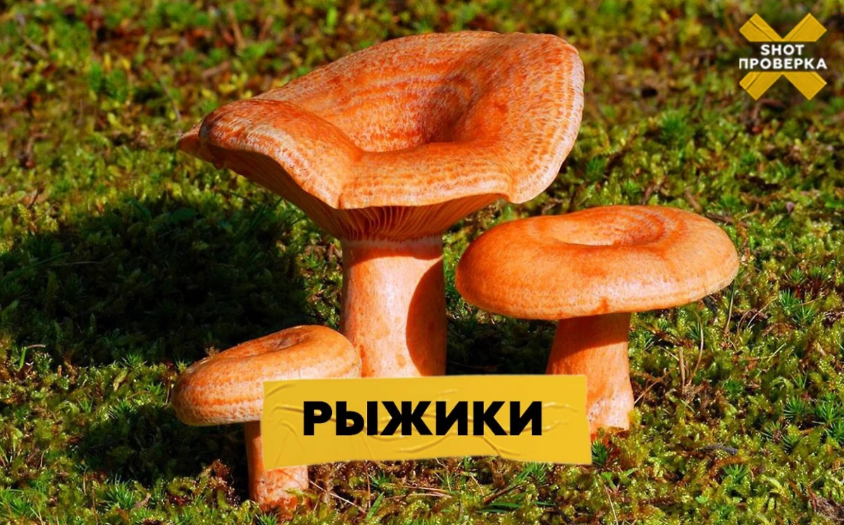 Рыжики. Фото © SHOT ПРОВЕРКА.