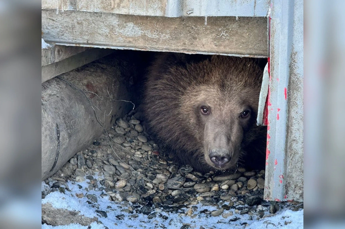 Камчатский медвежонок. Фото © Telegram / Светалана Радионова