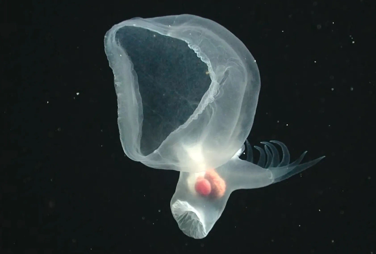 Ранее неизвестное науке животное, обнаруженное в Тихом океане. Обложка © sciencedirect.com