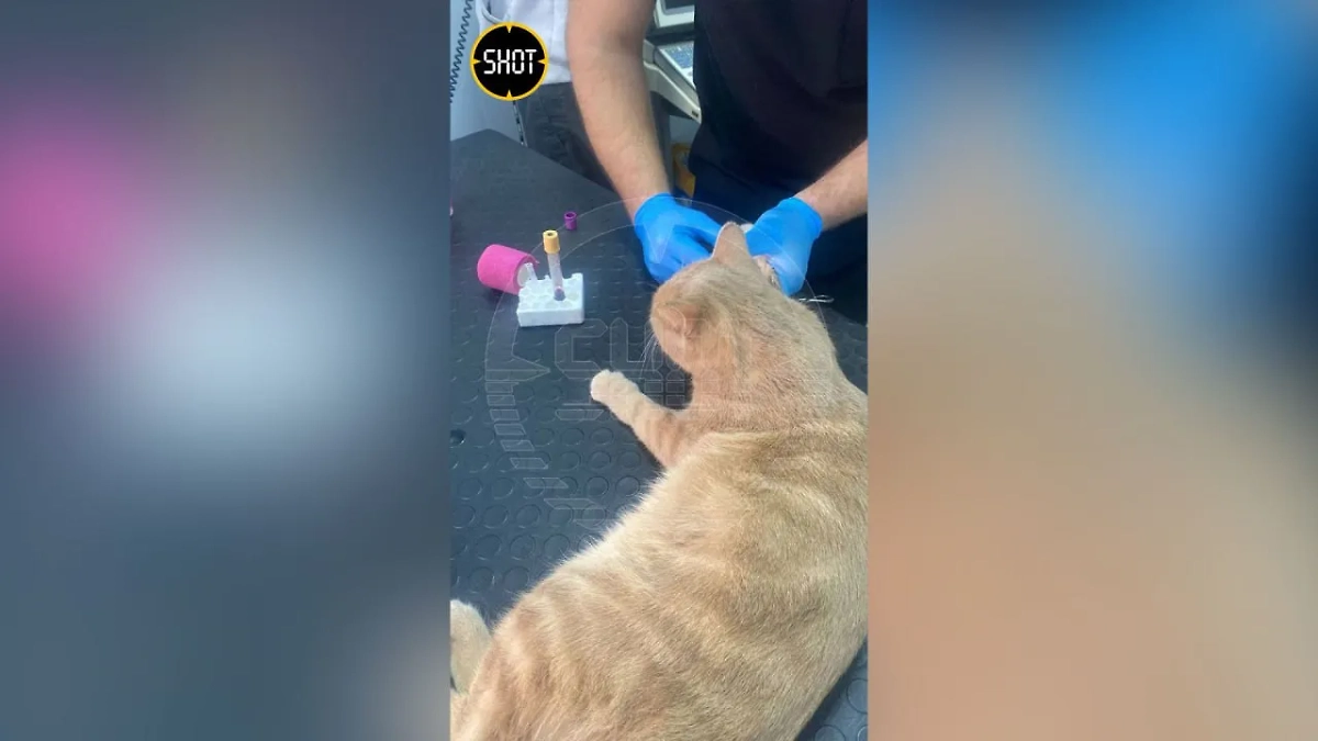 Кот Лучик. Фото © SHOT