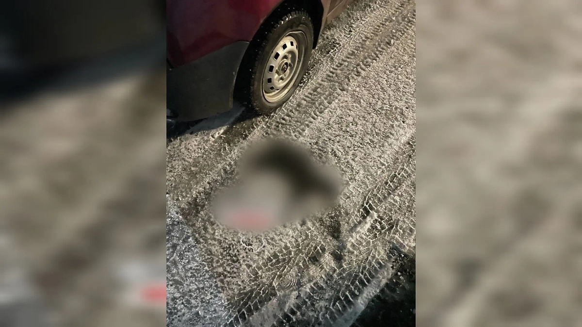 Животное погибло после падения с 7-го этажа. Фото © VK / Инцидент Кузбасс