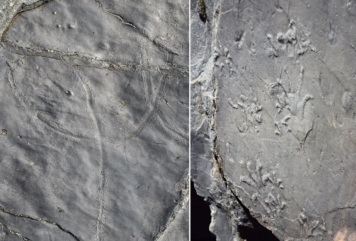 Палеонтологи узнали в окаменелостях следы древних рептилий, амфибий и даже насекомых. Фото © Музей естественной истории в Милане