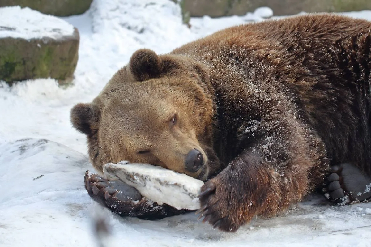 Сонный медведь. Обложка © Калининградский зоопарк