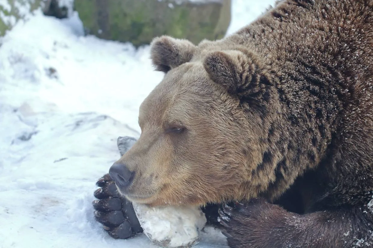 Зима наступила окончательно. Фото © Калининградский зоопарк