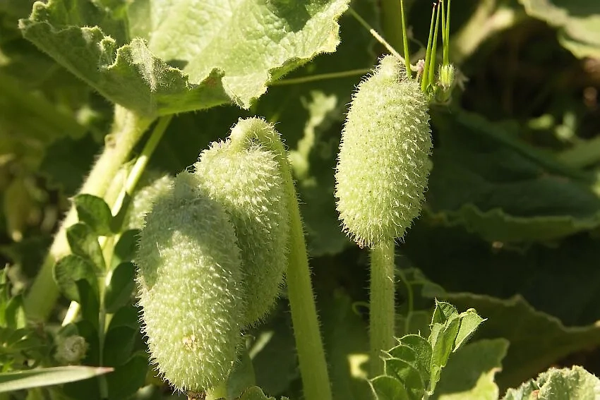 Растение Ecballium elaterium давно известно необычным способом разбрасывать семена. Обложка © Wikipedia