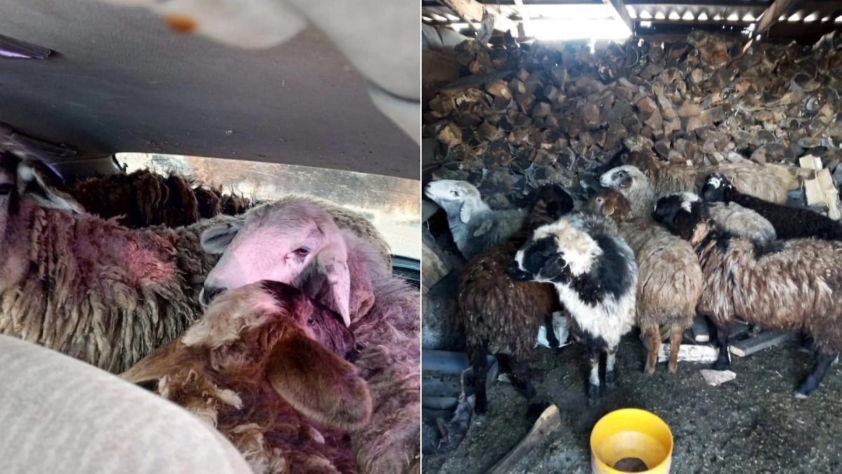 Автомобиль с баранами, остановленный в Омской области. Фото © VK / Управление МВД России по Омской области