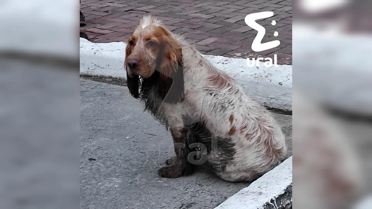 Пёс Бублик. Фото © Telegram / Ural Mash