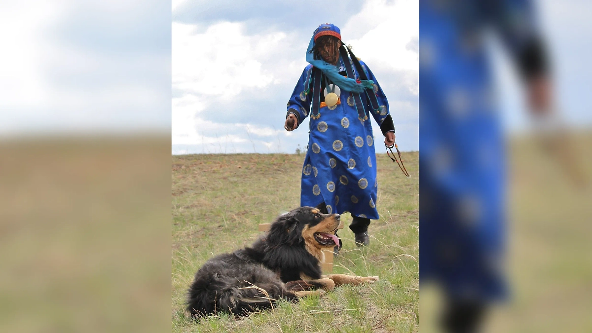 Для чего выведен бурят-монгольский волкодав. Фото © Wikipedia / Аркадий Зарубин