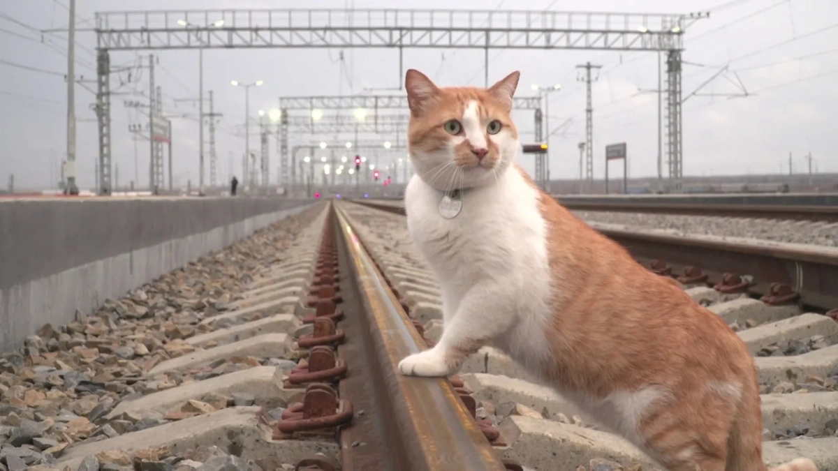 Кот Мостик в гостях у Крымской железной дороги. Фото © VK / ФГУП «КЖД» - Крымская железная дорога