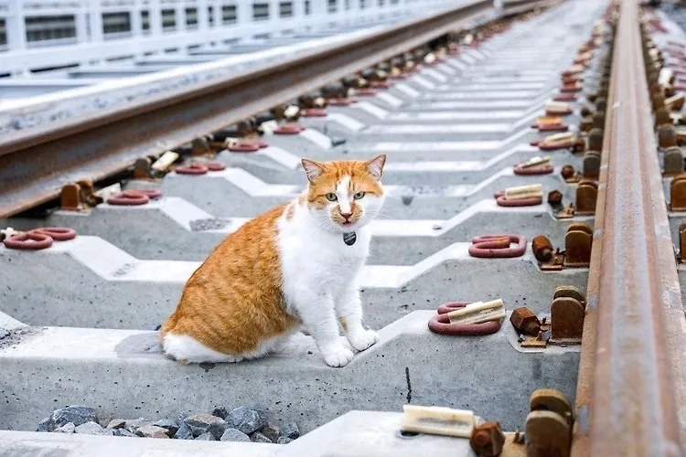 Кот Мостик в гостях у Крымской железной дороги. Фото © VK / ФГУП «КЖД» - Крымская железная дорога