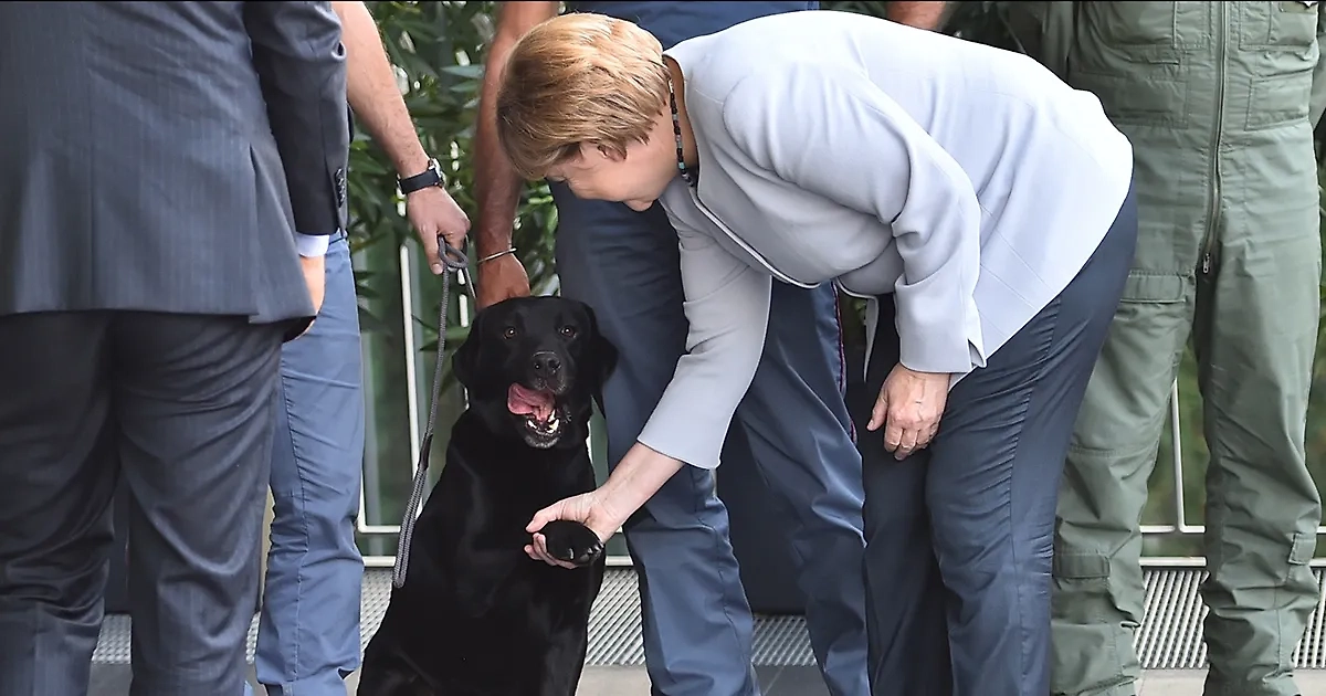 Ангела Меркель с лабрадором в 2016 году. Обложка © Getty Images / GIUSEPPE CACACE