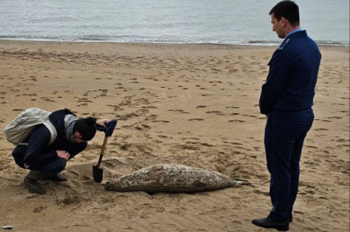 Научные сотрудники обследуют мёртвых тюленей, выброшенных на берег в Дагестане. Обложка © Telegram / Волжская межрегиональная природоохранная прокуратура 