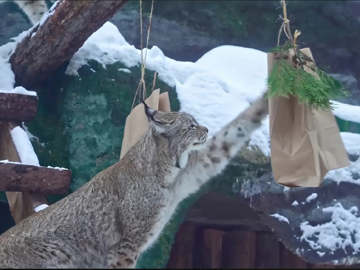 Обновление системы видеонаблюдения позволяет зрителям насладиться поведением обитателей зоосада в зимней атмосфере. Обложка © Telegram / Московский зоопарк