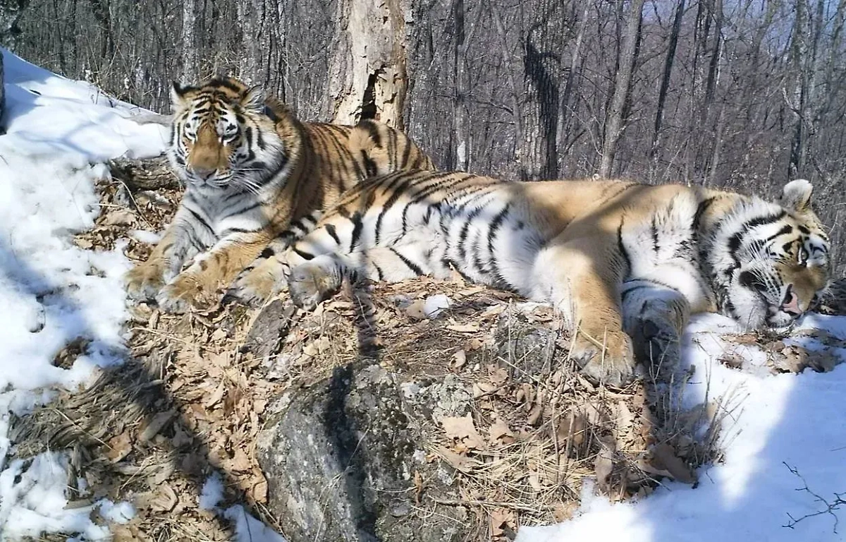 Амурские тигры Борис и Светлая. Обложка © anowcs.ru