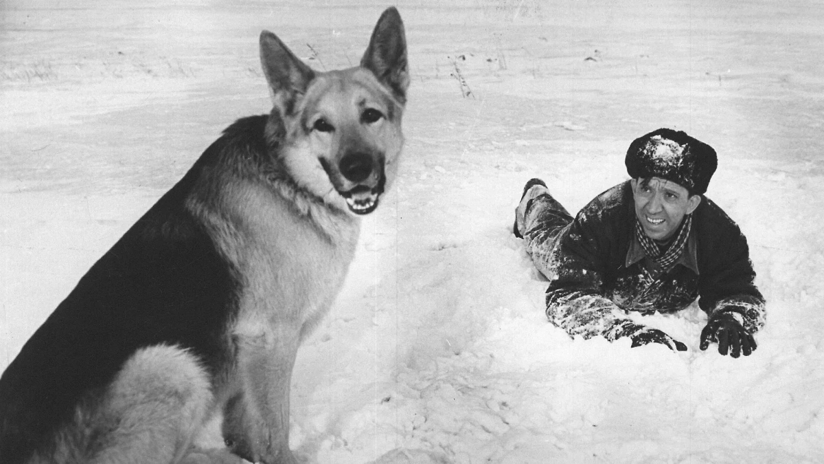 Легендарный Мухтар — восточноевропейская овчарка. Эту породу собак вывели в СССР в 1920-е годы специально для службы в войсках. Фото © Кадр из фильма «Ко мне, Мухтар!», режиссёры Семён Туманов, В. Тиунова, сценарист Израиль Меттер / Kinopoisk