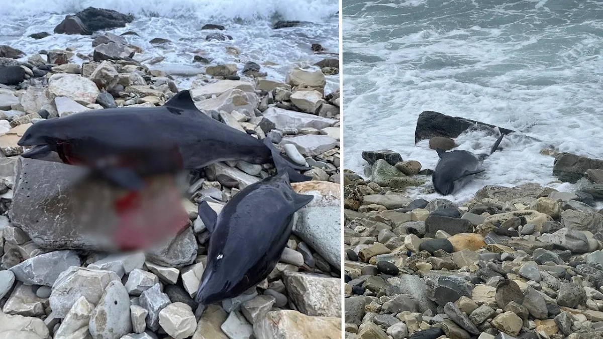 Тела мёртвых дельфинов в Краснодарском крае. Обложка © VK / Центр спасения дельфинов «Дельфа»