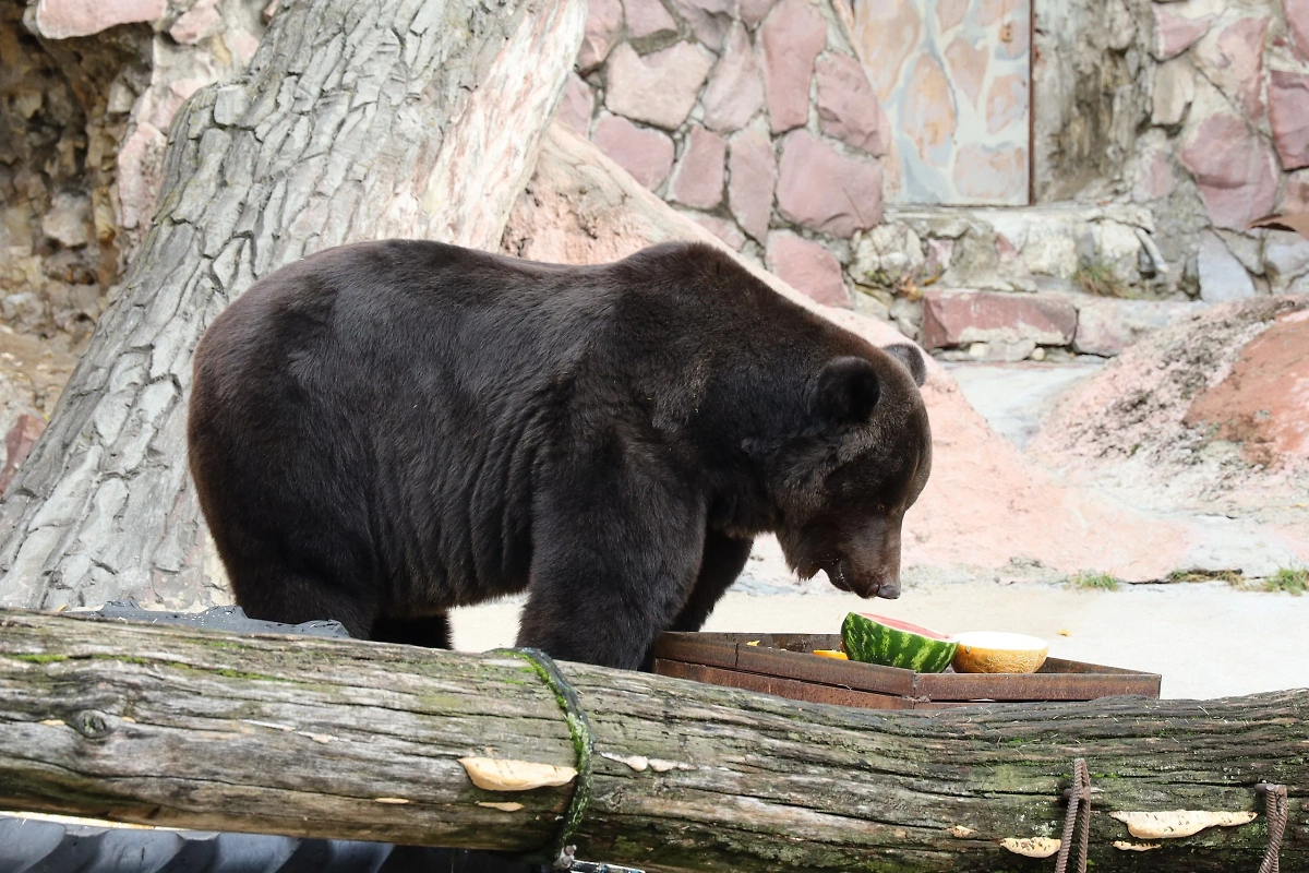 Гром привык к новому месту и впал в спячку. Фото © Telegram / Московский зоопарк
