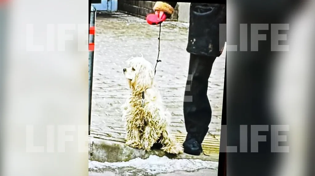 Собака, запертая в квартире в подмосковном Томилине. Фото © Life.ru